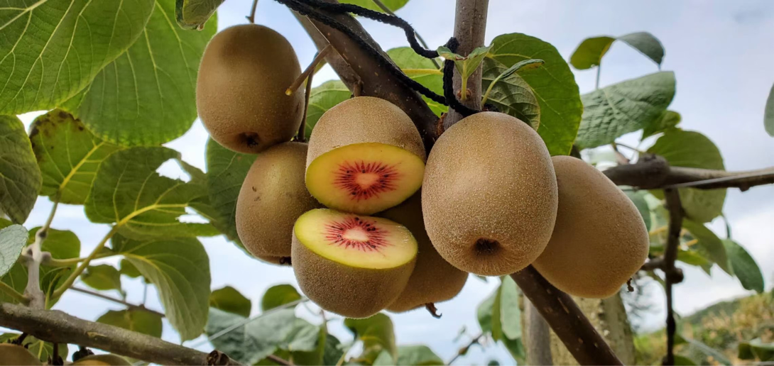 乐山马边猕猴桃市场受宠 罗斯贵坚持生态种植小果子做成大文章