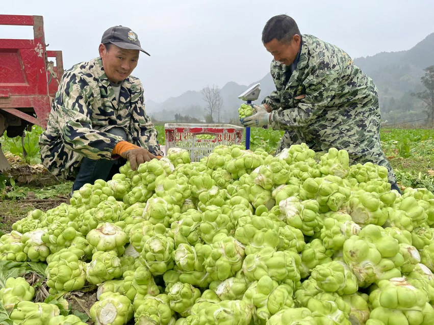 邻水县：300亩首批 “订单榨菜”迎来丰收